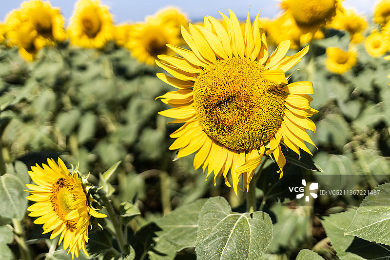 梵高作品：希腊田野上的黄色开花植物特写图片素材