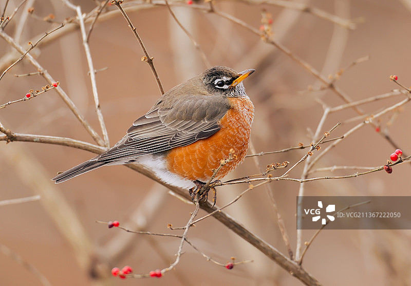 冬季冬青树丛中的知更鸟，栖息在树枝上的特写，美国弗里克公园图片素材