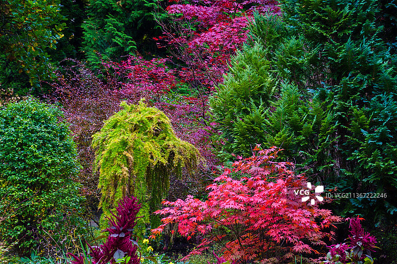 秋季公园里的彩色树木和灌木图片素材