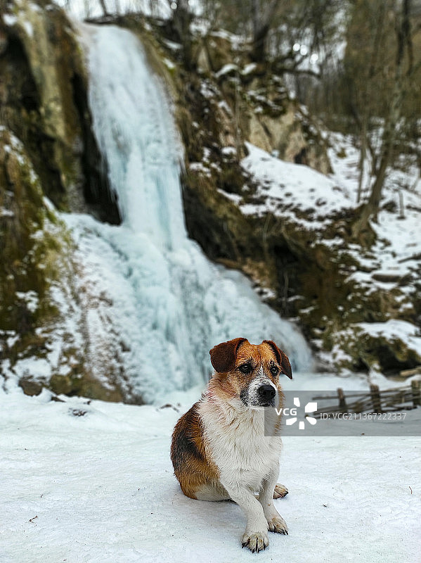 狗模特，塞尔维亚雪地肖像图片素材