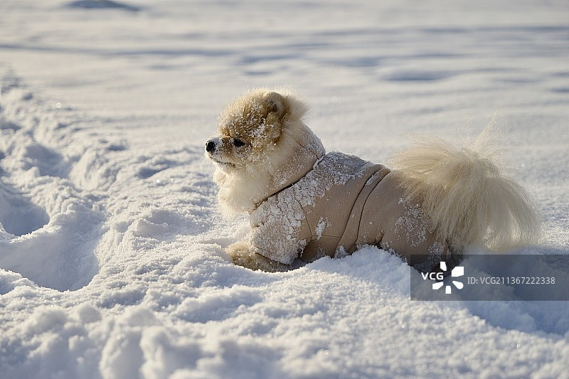 雪地博美犬特写图片素材