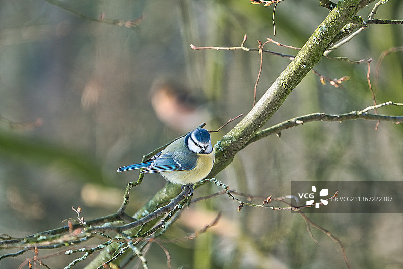 冬季树上的蓝山雀图片素材
