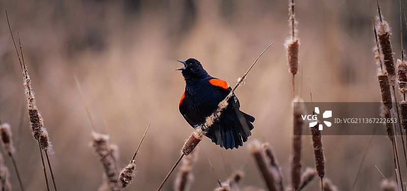 红翅黑鹂鸣叫，栖息在植物上的特写图片素材