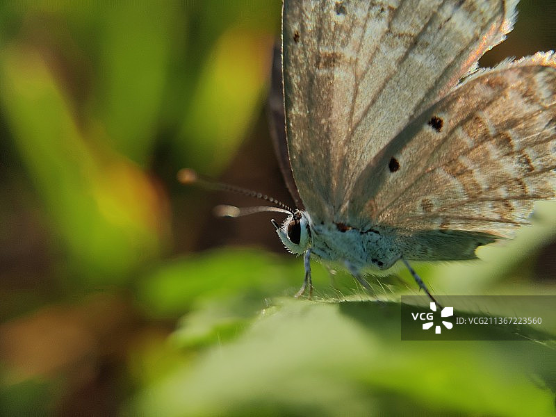 铜色蝴蝶，叶子上的蝴蝶特写，埃罗德，泰米尔纳德邦，印度图片素材
