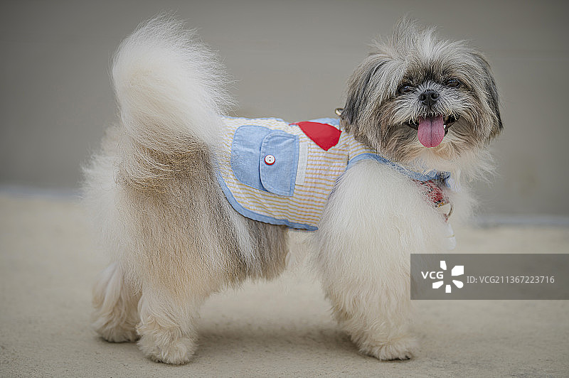 可爱的小狗在泰国曼谷的路上向远处看图片素材