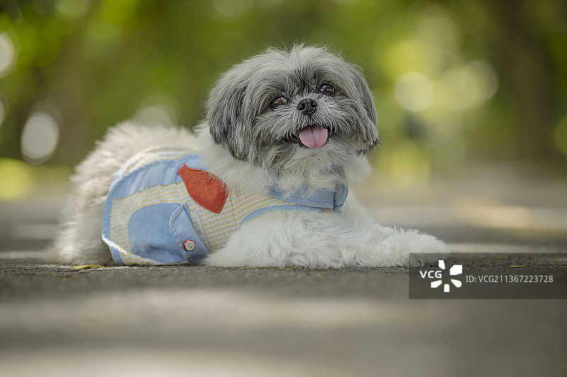 在花园里朝远处看的可爱小狗图片素材