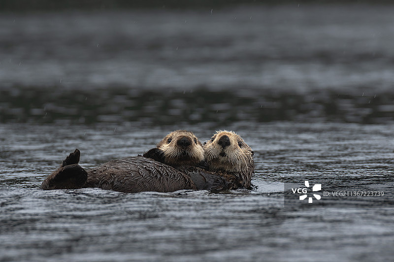 海獭和幼崽，两只北极熊嬉戏打闹，美国亚利桑那州埃文代尔图片素材