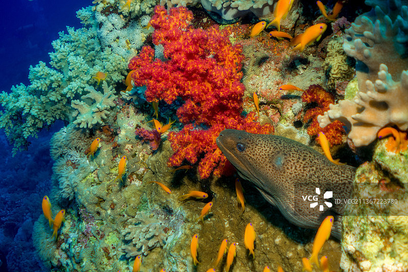 珊瑚礁中的海鳗图片素材