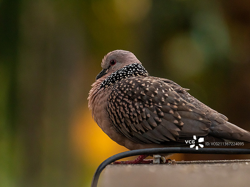美丽的斑鸠，栖息在金属上的鸽子特写图片素材