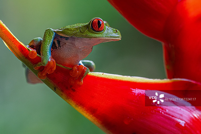 红眼树蛙叶片特写图片素材