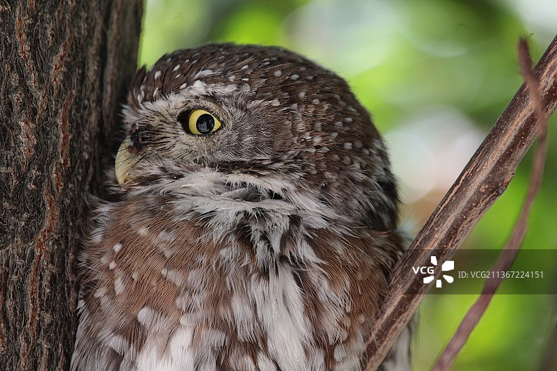 栖息在树上的猫头鹰特写，纳米比亚图片素材