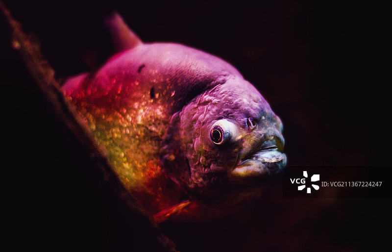 黑色背景上的食人鱼特写图片素材