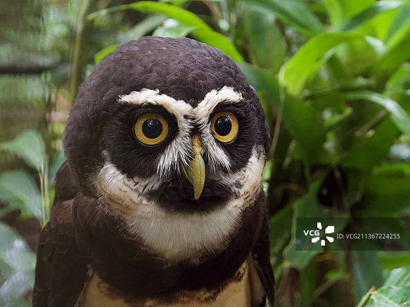 眼镜鸮特写图片素材