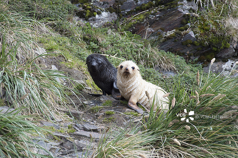 南极毛皮海狮幼崽特写图片素材