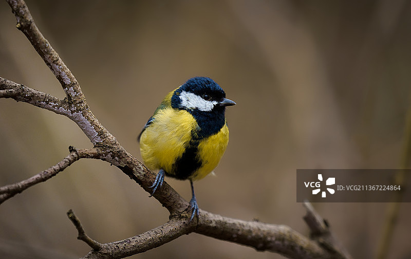 特写：山雀栖息在树枝上图片素材