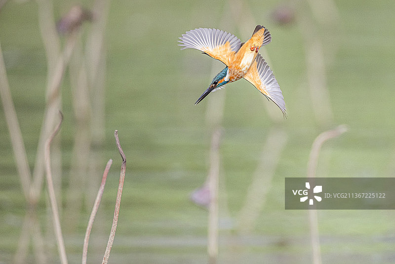 翠鸟正面俯冲，翠鸟飞越湖面特写，中国澳门图片素材