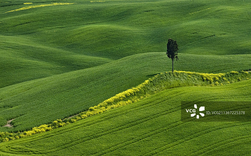 意大利景观：沃尔泰拉农业田野风光图片素材