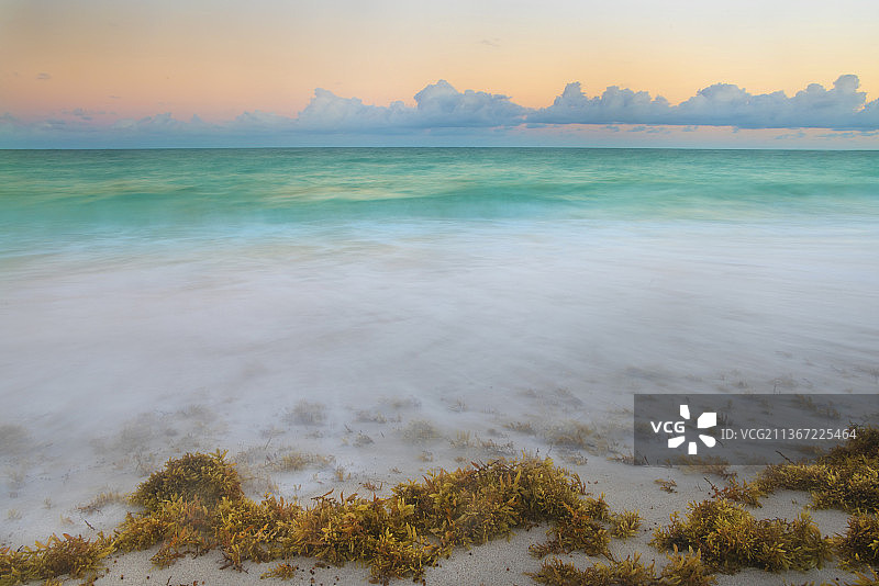 巴巴多斯海岸上冲刷上岸的海藻图片素材