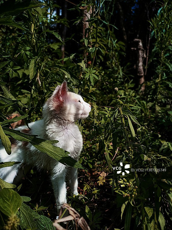 树上的猫特写图片素材