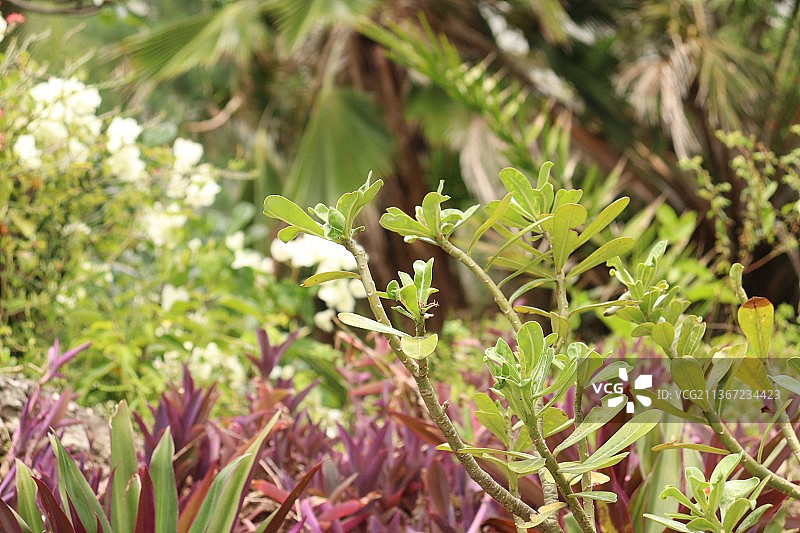 田地上生长的植物的特写图片素材