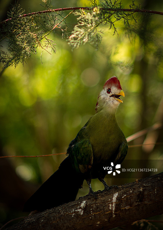 红冠蕉鹃特写：栖息于树枝上的蕉鹃，安哥拉图片素材