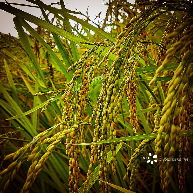 田野作物特写，田野小麦特写图片素材