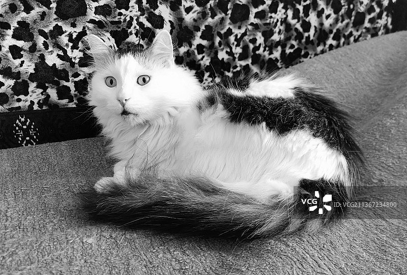 惊讶的缅因猫，坐在罗马尼亚家中沙发上的猫的肖像图片素材