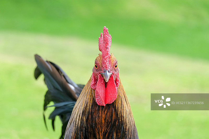 与公鸡的凝视比赛，公鸡特写，库拉，夏威夷，美国图片素材