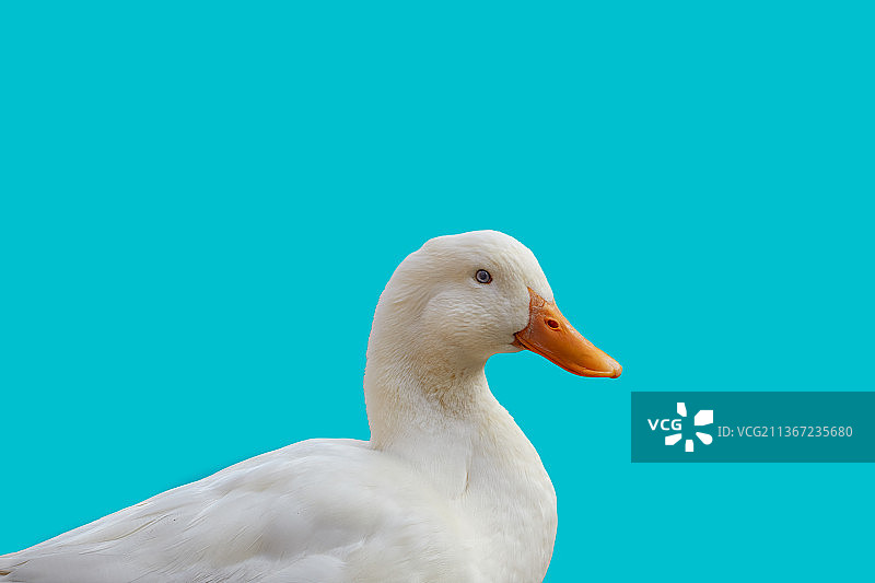 蓝色背景上的白色鸭子侧面肖像图片素材