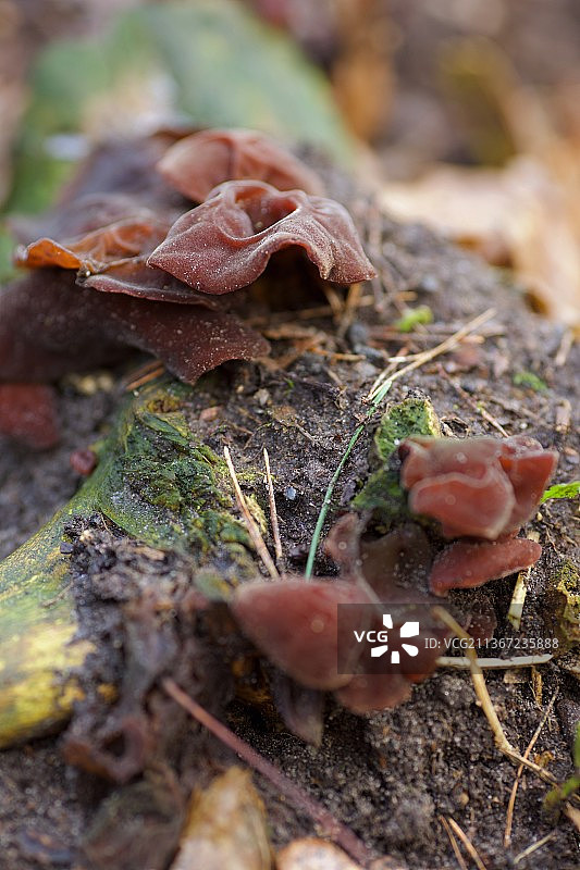 德国柏林格鲁内瓦尔德森林中生长的蘑菇特写图片素材