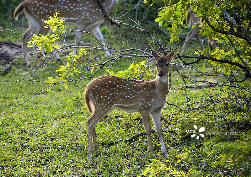 斯里兰卡雅拉国家公园的白轴小鹿肖像图片素材