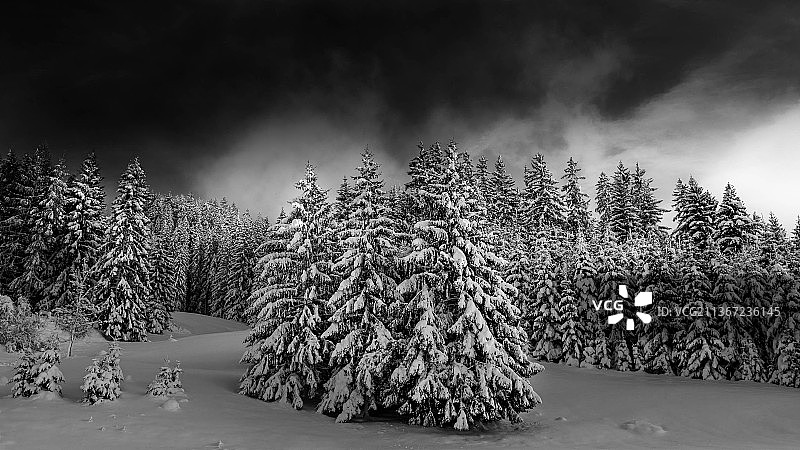 法国，雪地上的树木与天空，傍晚的微光，希望图片素材