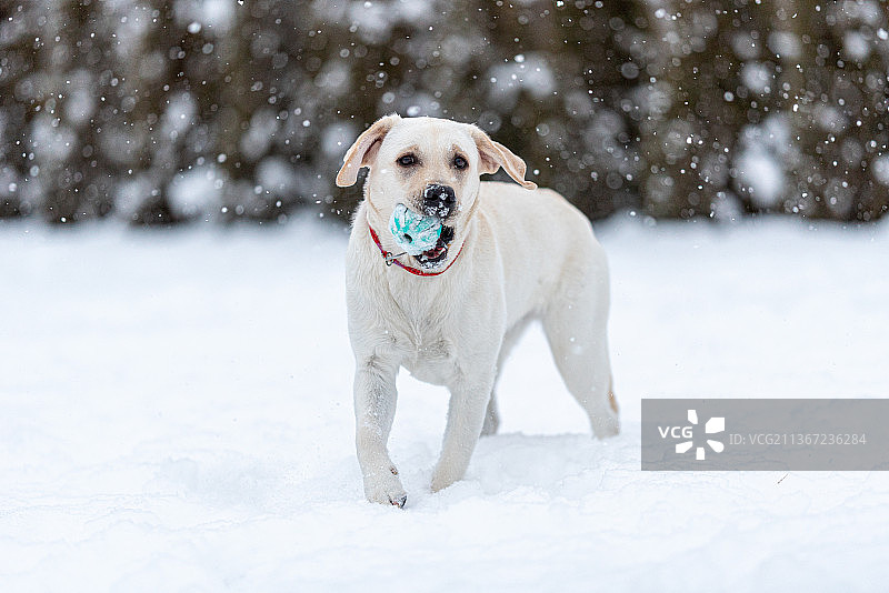 拉布拉多寻回犬幼犬在雪地里行走图片素材