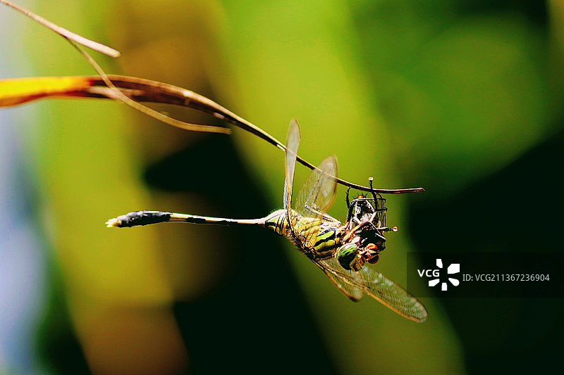 我拍我发，植物上的昆虫特写图片素材