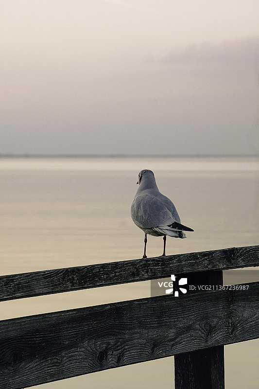 海滩上的海鸥图片素材