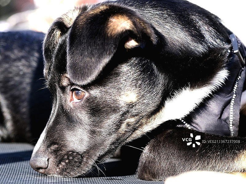 莉娅的肖像，狗在沙发上放松的特写图片素材