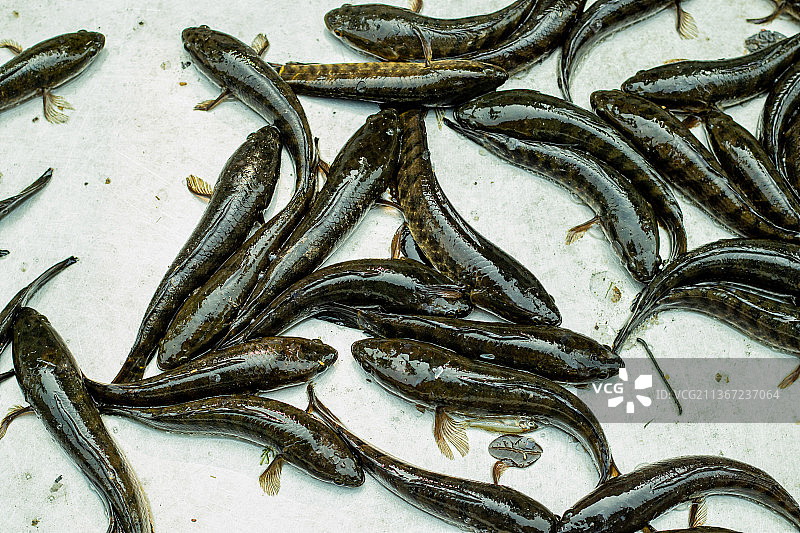 在孟加拉国数千条河流和池塘中发现的斑点黑鱼图片素材