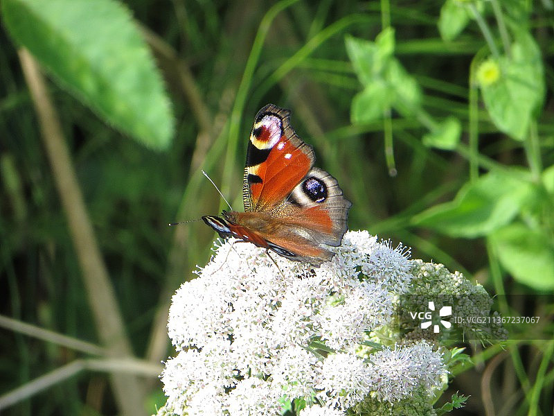 蝴蝶在花上授粉的特写图片素材