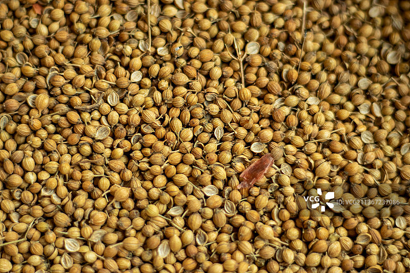 芫荽或棕褐色种子，产自孟加拉国的香料图片素材