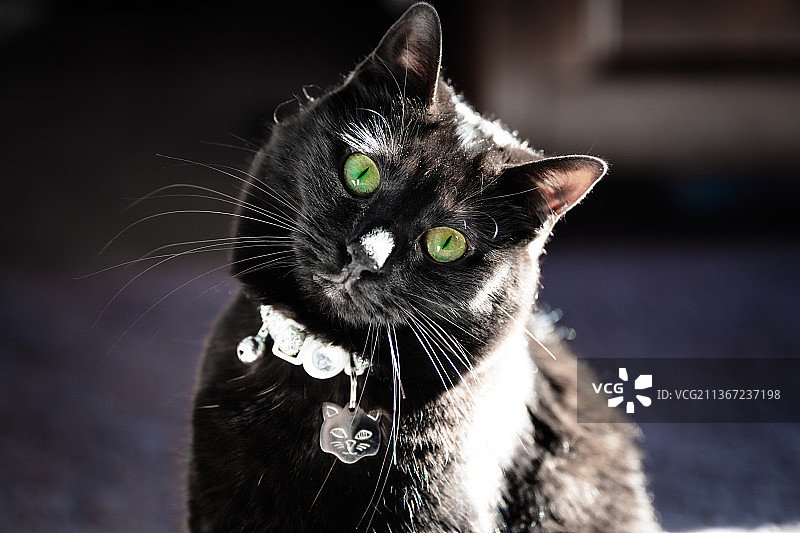 在芝加哥，捕捉柴郡猫的神韵，黑猫特写图片素材