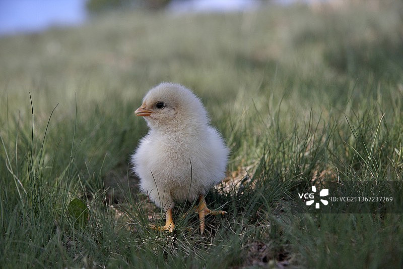 草地上栖息的小鸡特写，罗马尼亚图片素材