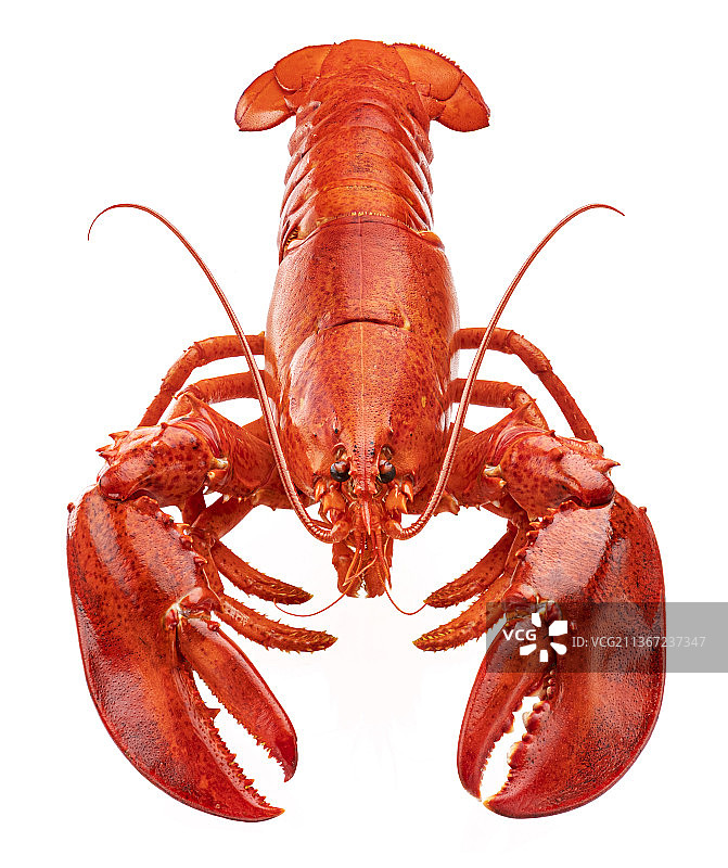 白色背景上孤立的红色龙虾图片素材