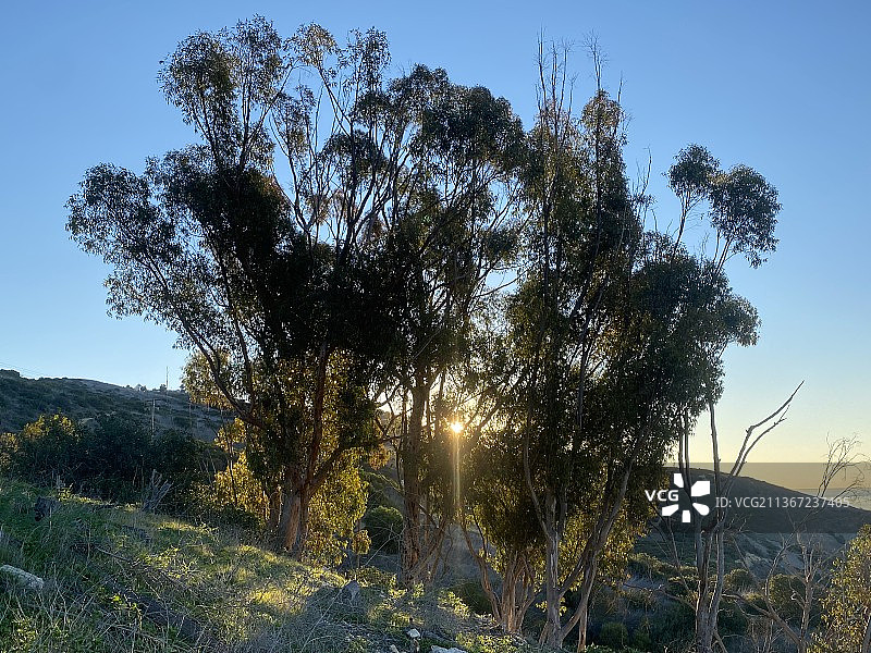 美国加利福尼亚州帕洛斯弗迪牧场景观树木图片素材