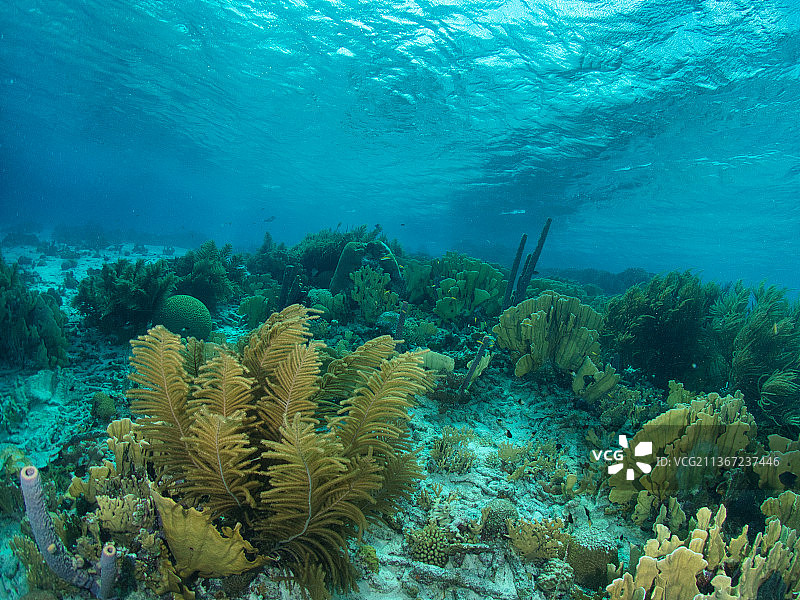 浅水软珊瑚，男子在荷兰博内尔岛水下浮潜图片素材