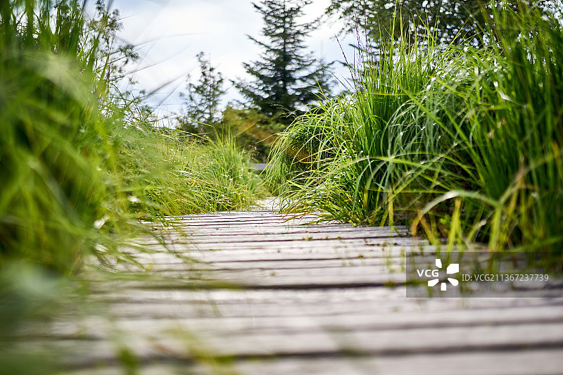 黑森林植物木板路风光，德国图片素材