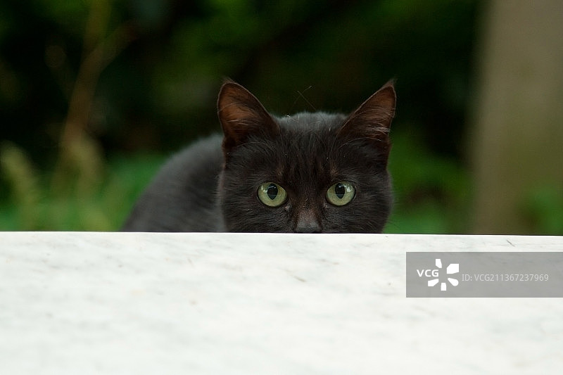 黑猫的特写肖像，意大利图片素材