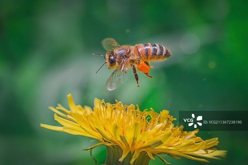 花蜜采集者：蜜蜂在俄罗斯黄色花朵上授粉的特写图片素材