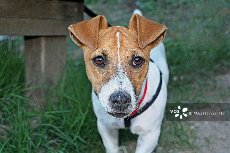 花园里的杰克罗素梗犬特写，意大利图片素材
