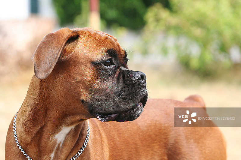 拳师犬特写，望向远方（意大利）图片素材