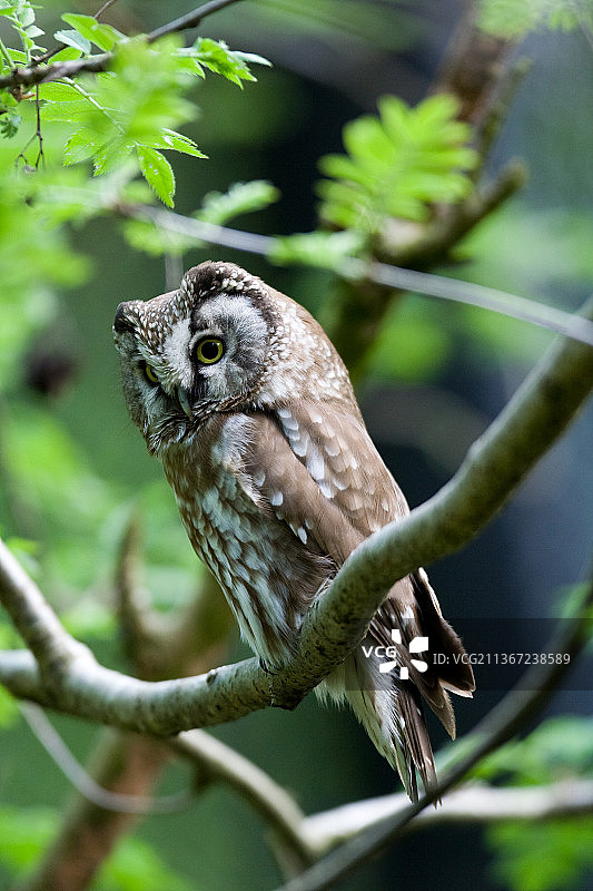 德国北方猫头鹰特写图片素材